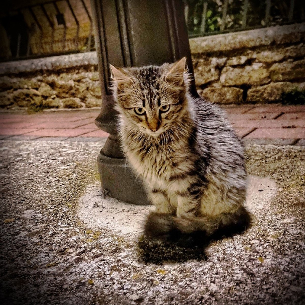 animal